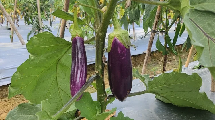 Mendorong Kemandirian Pangan di Perbatasan lewat Produksi Sayur Lokal