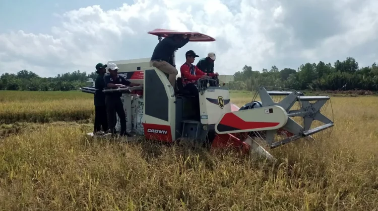 Bupati Nunukan bersama Petani Tanjung Harapan Gelar Panen Padi