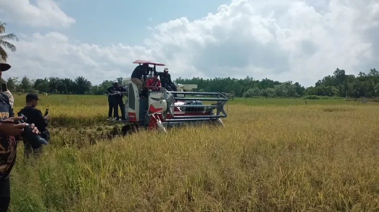 Petani Tanjung Harapan Semakin Semangat Menanam Padi setelah Harga Pupuk Turun