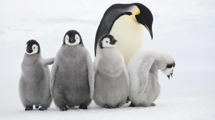 Fakta Unik Penguin Kaisar, Sang Penyelam Ulung dari Antartika
