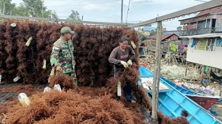Babinsa Bantu Pengeringan Rumput Laut Warga Nunukan Timur
