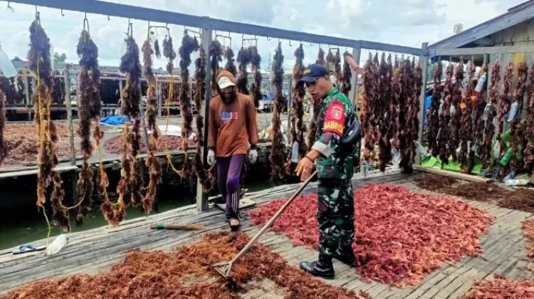 Petani Rumput Laut Allu Apresiasi Kehadiran Babinsa Nunukan