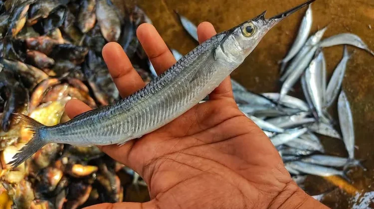 Ikan Julung-julung, Salah Satu Spesies Paling Ikonik di Ekosistem Pesisir