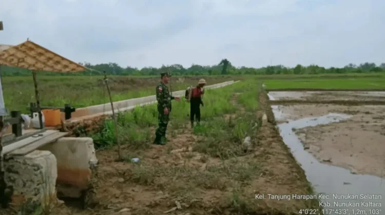 Babinsa Dampingi Petani Padi Dukung Swasembada Pangan Nasional