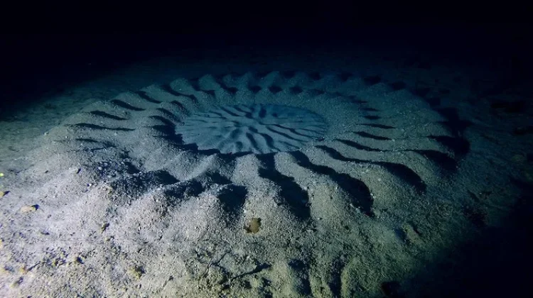 Ikan Buntal Macan, Si Pembuat "Crop Circle" Dasar Laut