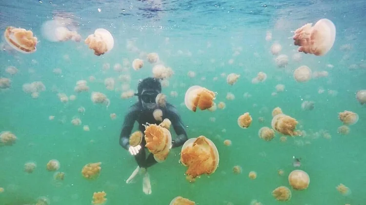 Terisolasi Dari Lautan Lepas, Derawan Jadi Surga Ubur-ubur