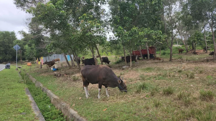 Menjelang Iduladha, Pasokan Sapi Kurban di Nunukan Mulai Didatangkan dari Sulsel