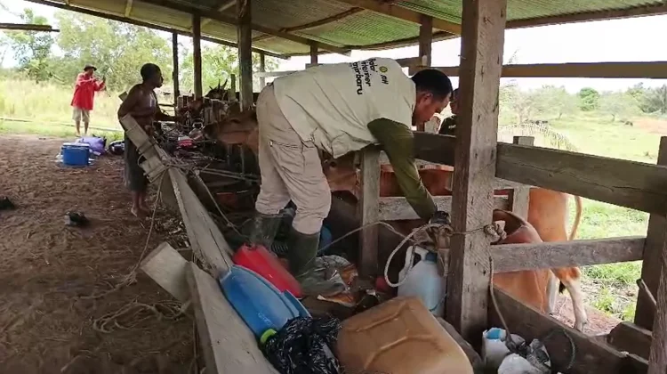 Waspada Penyakit Hewan jelang Iduladha, Nunukan Perketat Pemeriksaan Sapi Kurban