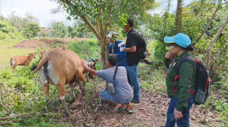 Cegah Penyakit Hewan, Dinas Ketahanan Pangan Gencar Vaksinasi Ternak Warga