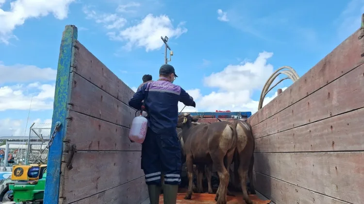 Karantina Nunukan Pastikan Pasokan Sapi Kurban di Zona Aman