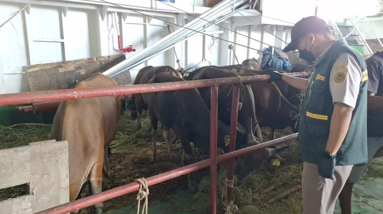 Karantina Nunukan Perketat Biosafety Kapal Ternak