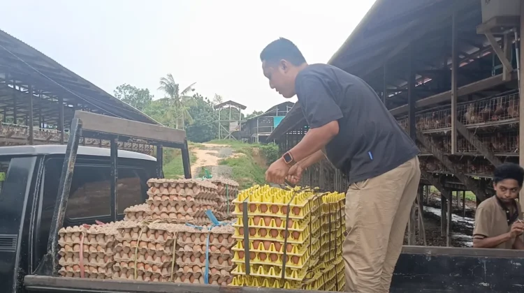 Permintaan Ayam Afkir dan Telur di Nunukan Meningkat jelang Iduladha