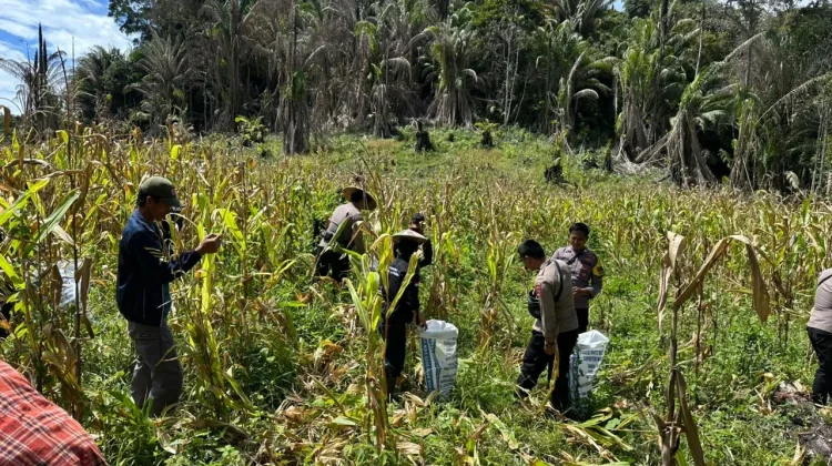 Polsek Krayan Selatan Panen Jagung di Desa Liang Lunuk