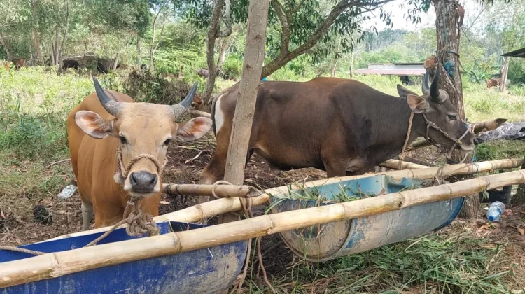 Peternak Lokal Siapkan Sapi Kurban dari Sebakis, Harga Tembus Rp 28 Juta