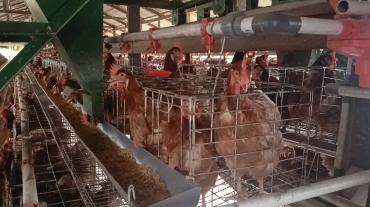 Peternak Nunukan Keluhkan Pakan Ayam jelang Hari Raya Idul Adha