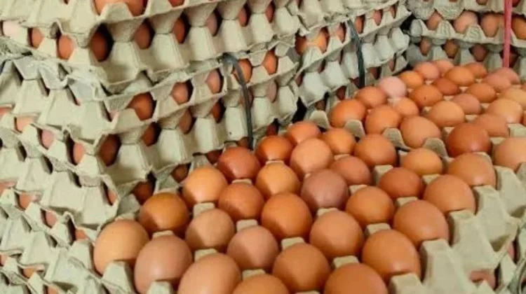 Butuh 27 Ribu Telur Sehari, SPPG Dorong Peternak Mandiri Pakan