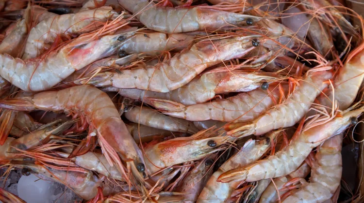 Keunikan Anatomi Udang: ketika Jantung dan "Perasaan" Berada di Kepala