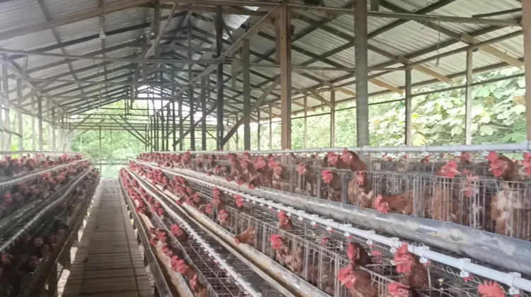 Permintaan Ayam Pedaging di Nunukan Mulai Meningkat
