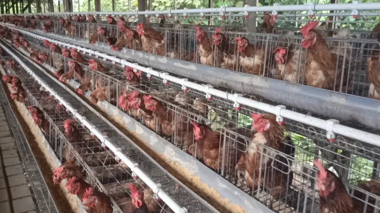 Peternak Nunukan Kesulitan Jaga Stabilitas Harga Ayam