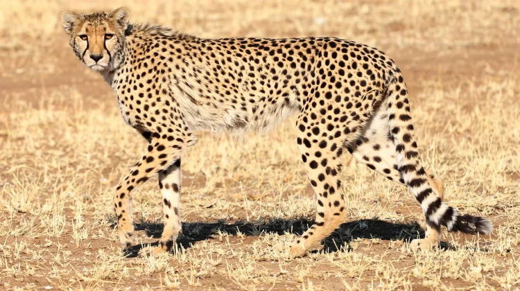 Menengok Rahasia Cheetah, Hewan Darat Tercepat di Bumi