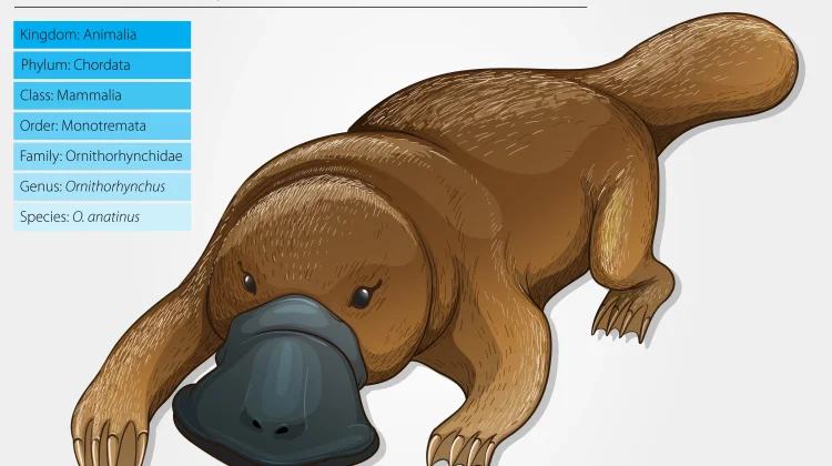 Platypus, Mahakarya Evolusi yang Membuat Sains Kebingungan