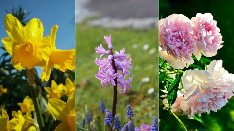 3 Kisah Mitologi Dibalik Cantiknya Bunga Daffodil, Yakut dan Peony