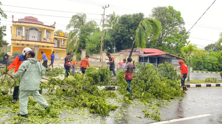 Cuaca Ekstrem di Nunukan, Pohon Tumbang Timpa Kabel dan Tutup Jalan