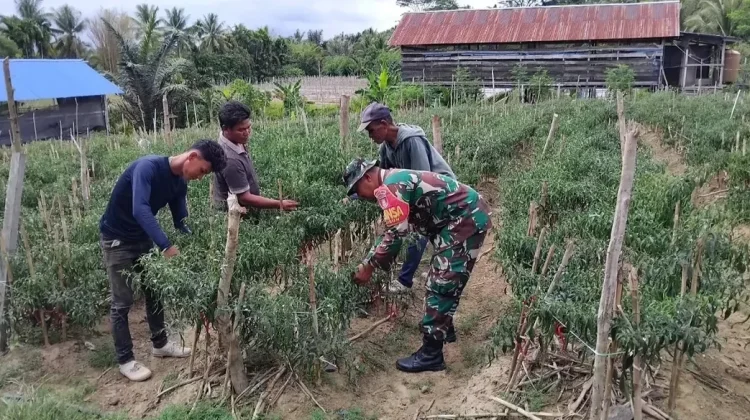 Babinsa Nunukan Selatan Genjot Panen Cabai Demi Ketahanan