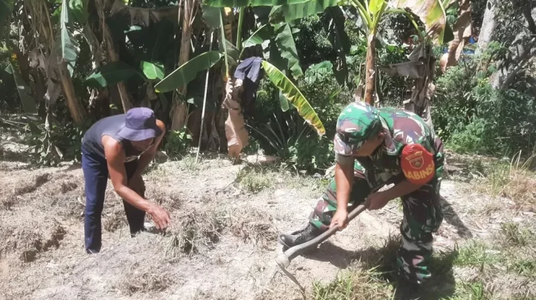 Babinsa Semenggaris Turun Langsung Perkuat Ketahanan Pangan Desa