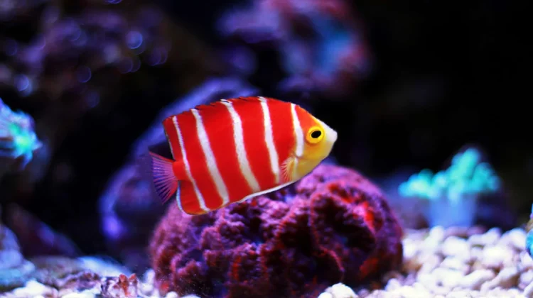 Ikan Hias Akuarium, Pilihan Tepat untuk Mempercantik Rumah dan Mengurangi Stres