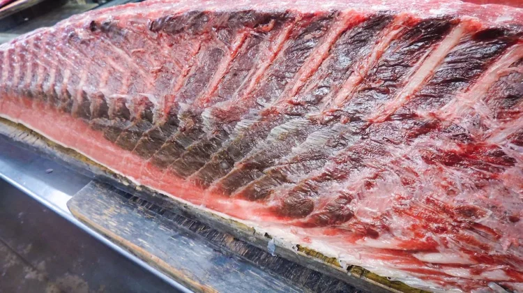 Mengapa Bagian Tertentu Ikan Tuna Harus Dikonsumsi secara Terkontrol