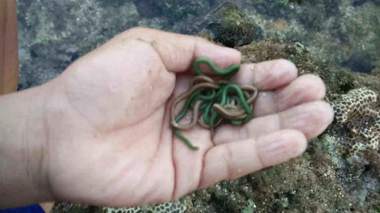 Nyale: Hidangan Eksotis Cacing Laut Suci dari Pesisir Sasak dan Sumba