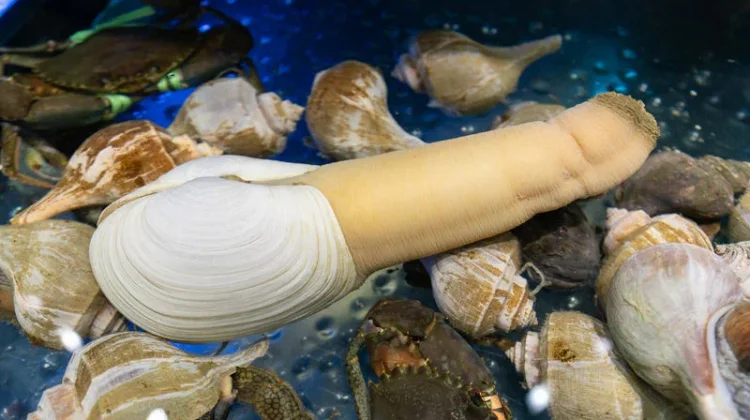 Geoduck: Pesona Eksotis Kerang Belalai Gajah Penghuni Dasar Pasifik