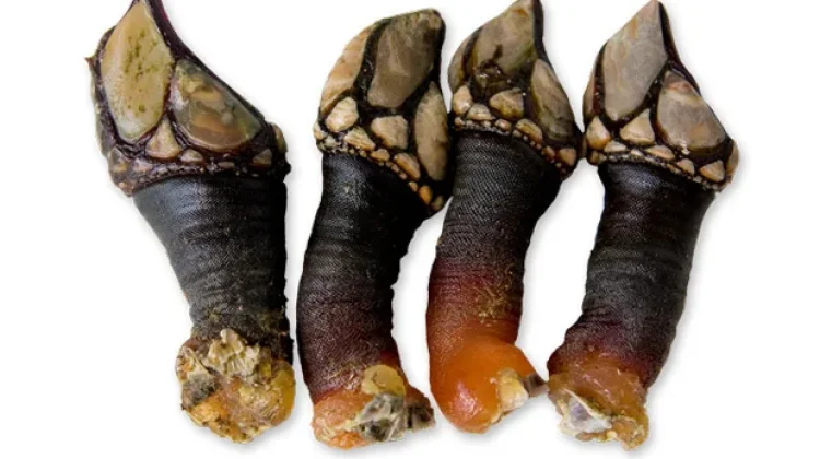 Percebes: Cakar Naga dari Samudra Atlantik yang Mewah