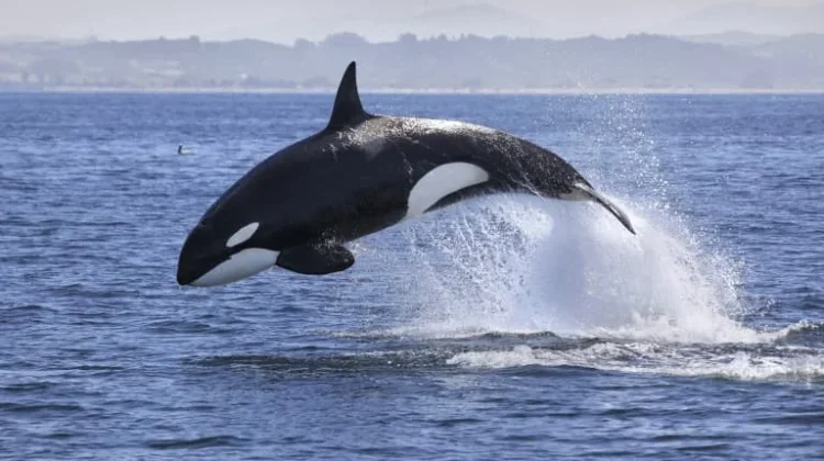 Orca Bukanlah termasuk Golongan Paus Maupun Hiu