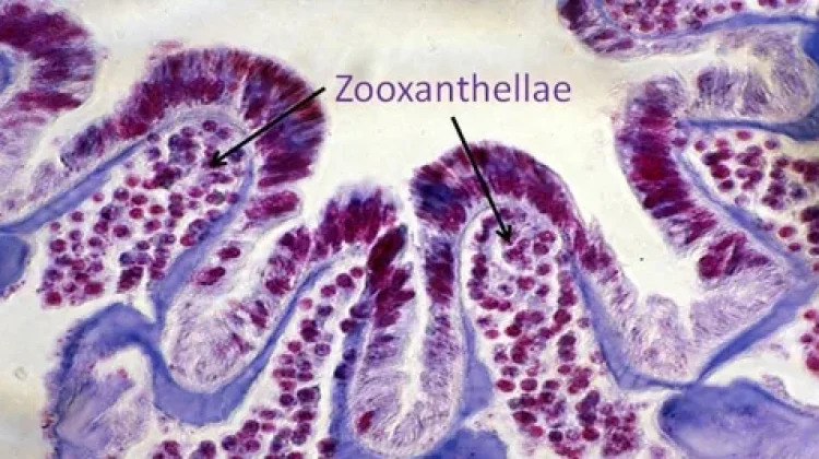 Zooxanthellae: Sang Produsen Mikroskopis Penggerak Kehidupan Terumbu Karang