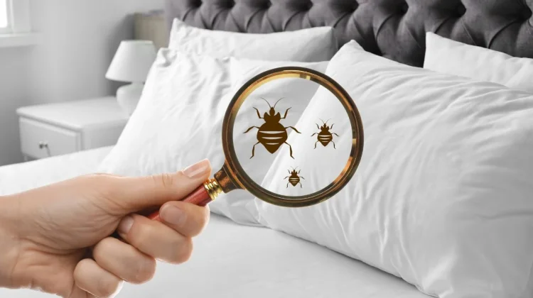 Waspada, Ini Ciri Kutu Kasur di Sofa dan Tempat Tidur