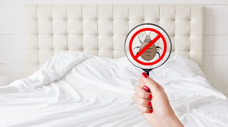 Tips Ampuh Cegah Kutu Kasur di Sofa dan Kasur
