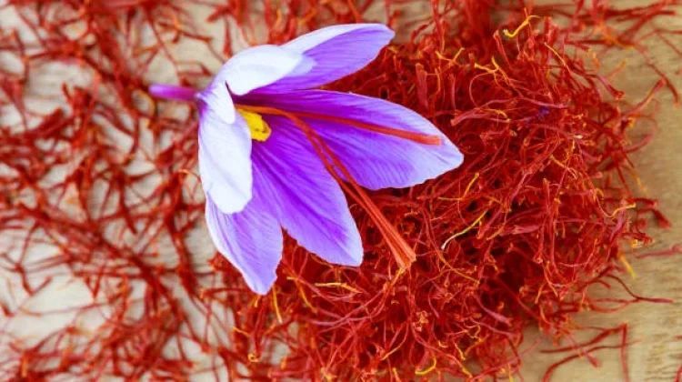 Saffron Rempah Termahal di Dunia