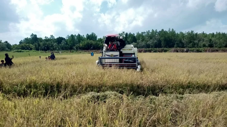 Brigade Pangan Nunukan Memasuki Musim Tanam dua setelah Berhasil di Musim Pertama