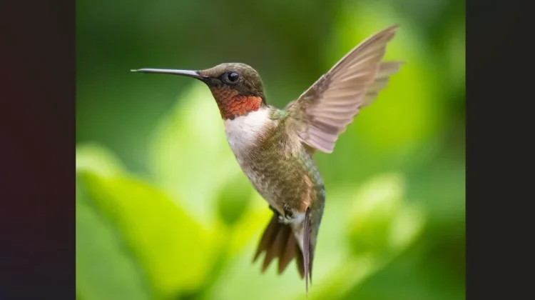 Menyingkap Rahasia Kolibri: Satu-satunya Burung yang Mampu Terbang Mundur