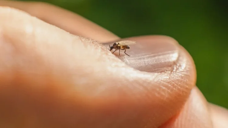 Waspada Gigitan Agas Bakau - Terjadi Dengan Sangat Cepat tanpa Disadari