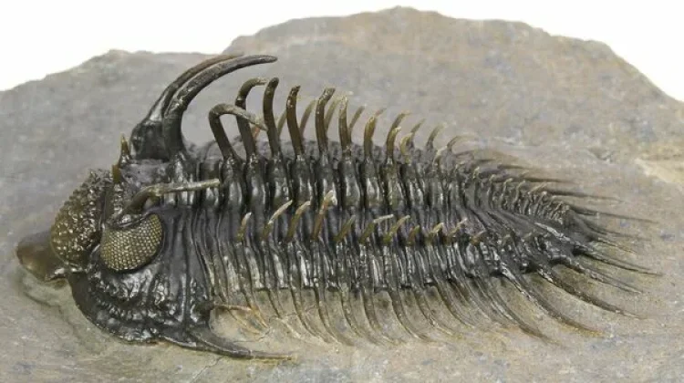 Trilobita - Arthropoda Purba Paling Sukses dan Ikonik dalam Sejarah Bumi