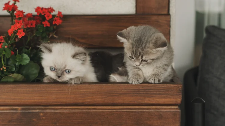 Bagi Kucing Bunga Lili Itu Beracun dan Berpotensi Menyebabkan Gagal Ginjal