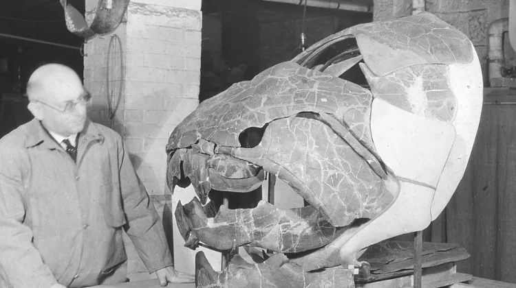 Dunkleosteus: Sang Penguasa Berperisai dari Lautan Purba