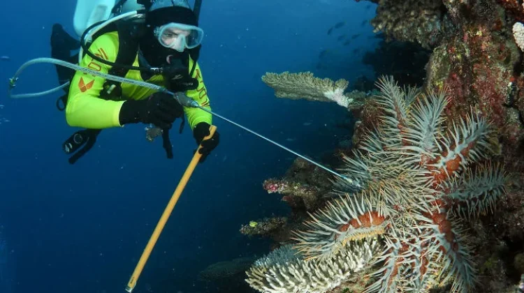 Bintang Laut Mahkota Duri: Sang Predator Eksotis Pembawa Ancaman Terumbu Karang