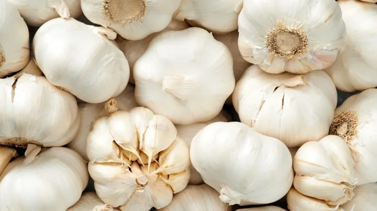 Manfaat Bawang Putih untuk Wasir