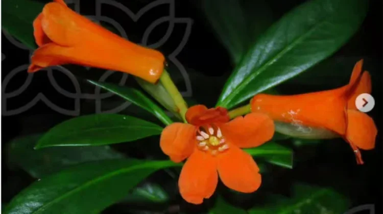 BRIN Temukan Spesies Baru Tanaman Rhododendron Berbunga Oranye di Sulteng