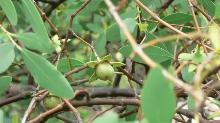Menepis Salah Kaprah Identitas Pohon Bogem di Kawasan Mangrove