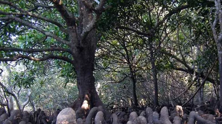 Menepis Salah Kaprah Identitas Pohon Tanjang di Kawasan Mangrove